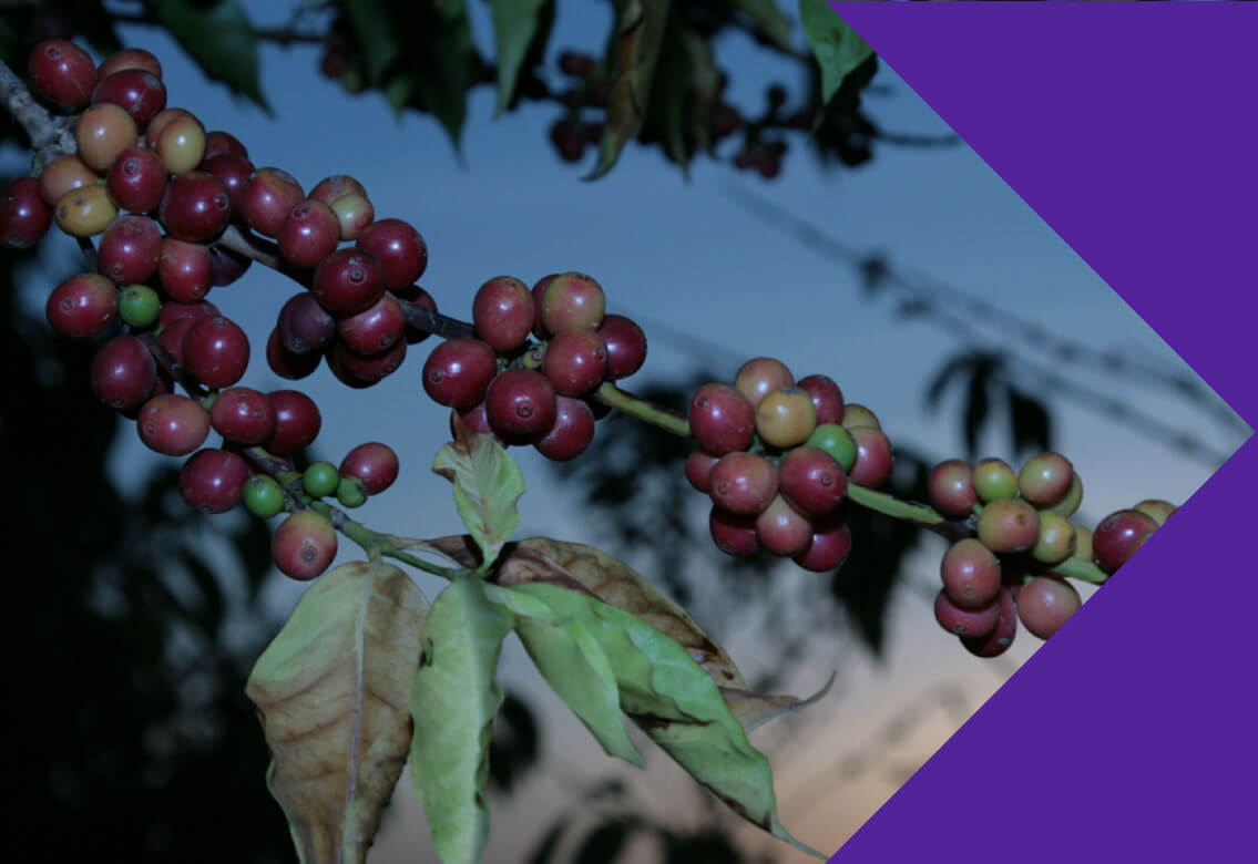 coffee-cherries-2