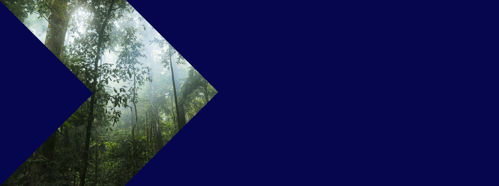 green-forest-2